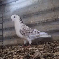 کفتر  ۱۰ تا  پرشی  نشوندار