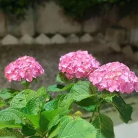 اسکان موقت رشت