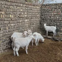 بزغاله سانن و دورگ سانن مناسب عقیقه|حیوانات مزرعه|کهک, |دیوار