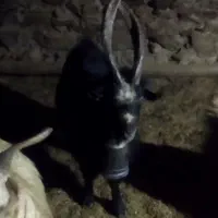 بز شاخ انبری قمی اصل ریش سفید|حیوانات مزرعه|مهاجران, |دیوار