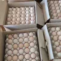 تخم مرغ محلی|خوردنی و آشامیدنی|مشهد, تربیت (صدف)|دیوار