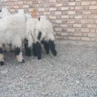 فروش فوری تعدادی گوسفند آبست و بره نر جاق|حیوانات مزرعه|زابل, |دیوار