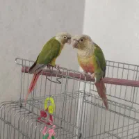 طوطی گرینچیک