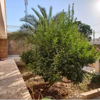 فروش زمین 135متری بر اصلی داوودی