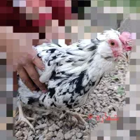 انواع مرغ و خروس نژاددار به همراه توری مرغی|حیوانات مزرعه|زرند, |دیوار