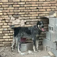 سگ نگهبان