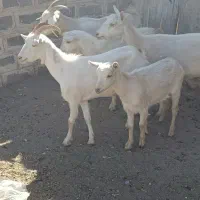 بز و بزغاله اصل سانن