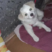 توله سگ ماده پاکوتاه ۴ ماهه