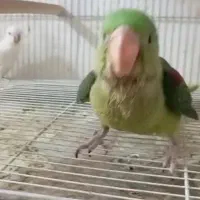جوجه شاه طوطی کاملا رام و دستی سرلاکی