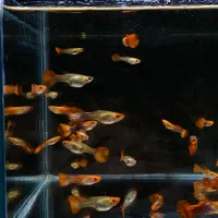 ماهی گوپی کوی پلاتینیوم گرید A+