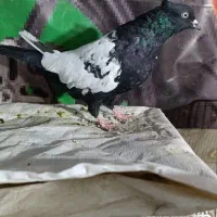 طوطی جوجه|پرنده|نیشابور, شهید بهشتی|دیوار