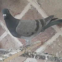 کبوتر پرشی دانه ای ۳۵۰