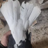 کبوتر دم سفید|حیوانات|تاکستان, |دیوار