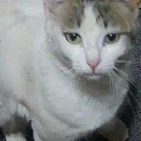 حیوان خانگی گربه