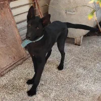 توله ژرمن شپرد بلک|سگ|بم, |دیوار