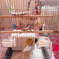 عروس هلندی با قفس|پرنده|شاهدشهر, |دیوار