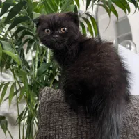 بلک اسکاتیش