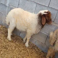 گوسفند نذری