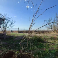 تاک انگور رنگی چهار ساله