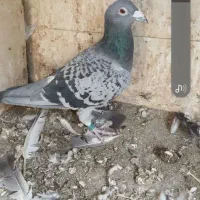 یه کفتر مگسی آلمانی باخت رفته بغل چشمش سفیده نرهس