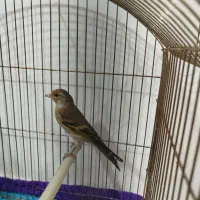 سهره قناری نر