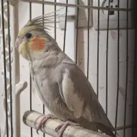 یک جفت عروس هلندی جوان و بالغ|پرنده|تهران, دولاب|دیوار