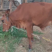 گاو سه تا با هم
