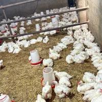 فروش مرغ گوشتی