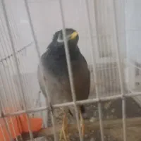 یک جفت عروس پاریس ویک عددمینا سخنگو