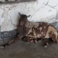 بز پاکستانی