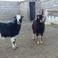 حیوانات مزرعه|حیوانات مزرعه|اردبیل, |دیوار