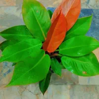 گل طبیعی اگلونماقرمز|گل و گیاه طبیعی|مشهد, ایثارگران|دیوار