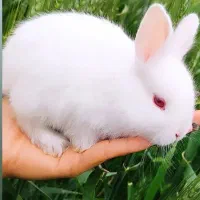 بچه خرگوش