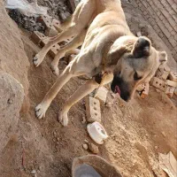 فروشی|سگ|ایجرود, |دیوار