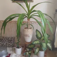 گل آپارتمانی،سوسن عنکبتونی زیبا