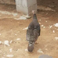 بوقلمون ماده