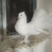 چتری نژاد آمریکایی ماده