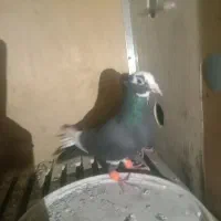 کبوتر کرمونی