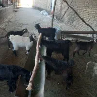 7راس کهره ماده ریز وزن 5راس زیر17کیلو2راس 24کیلو|حیوانات مزرعه|نورآباد ممسنی, |دیوار