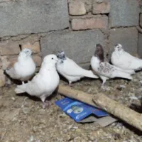 کبوتر کاشونی|پرنده|فرخشهر, |دیوار