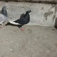 پلنگ سیاه|پرنده|زاهدان, |دیوار