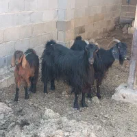 کهره ترکی|حیوانات مزرعه|شیراز, بید زرد|دیوار