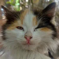 واگذاری بچه گربه