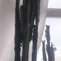 گل افوربیا تریکالی (شمعدانی)