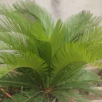 گل سیکاس