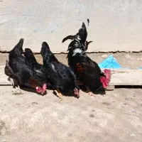 مرغ و خروس سیاه