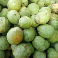 گردو تویسرکان|عمده‌فروشی|اصفهان, قائمیه|دیوار