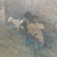 میش و بره|حیوانات مزرعه|سیلاخور, |دیوار