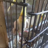 طوطی عروس|پرنده|رشت, گیل|دیوار