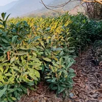 نهال ازگیل|گل و گیاه طبیعی|خان ببین, |دیوار